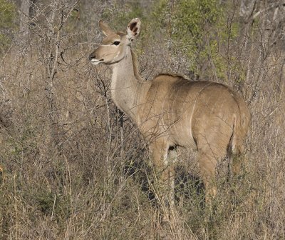 Female Kudu