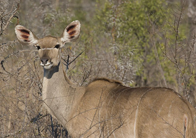 Female kudu