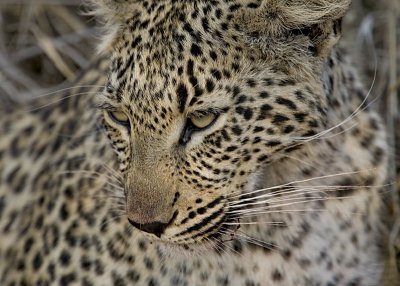 Female Leopard Cub