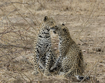 Mother and Daugther Leopards - Mabiri and Metsi