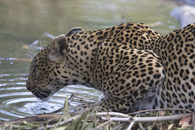 Leopard Drinking -Shangwa