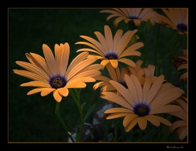 Flowers '07