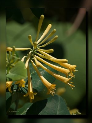 Yellow Flowered Honeysuckle Vine