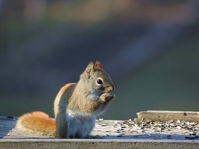 Love That Birdseed!!