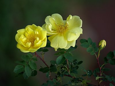 Old Fashioned Yellow Roses