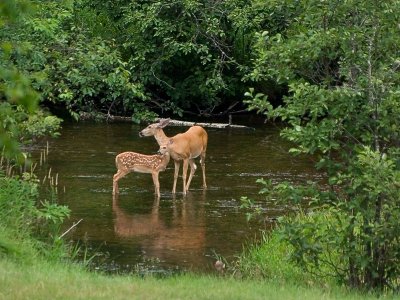 Doe and Her Fawn in the River