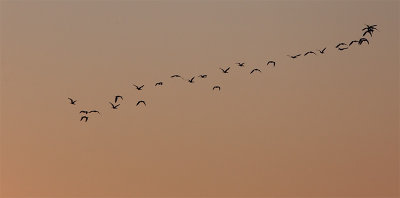 flock