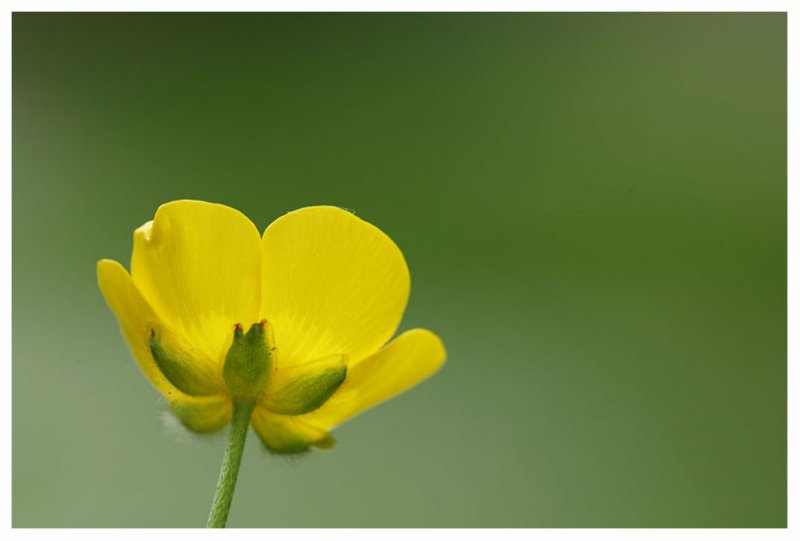 Ranunculus acris