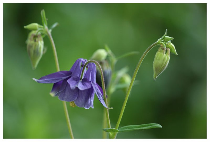 Aquilegia vulgaris hybr.