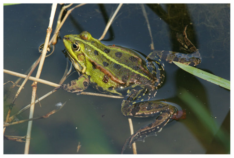 Rana esculenta