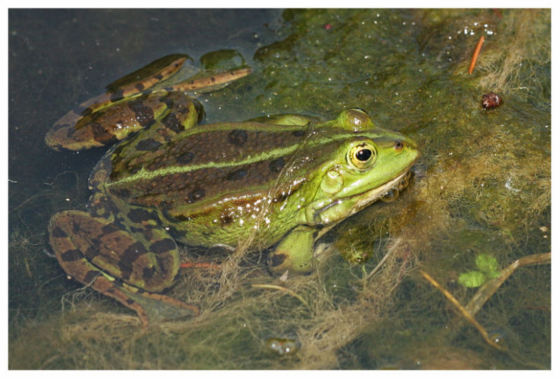 Rana esculenta