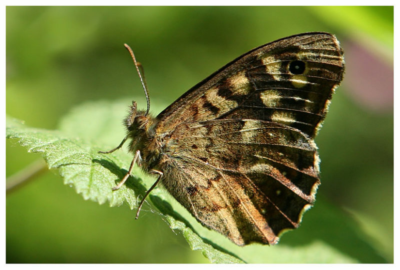 Pararge aegeria