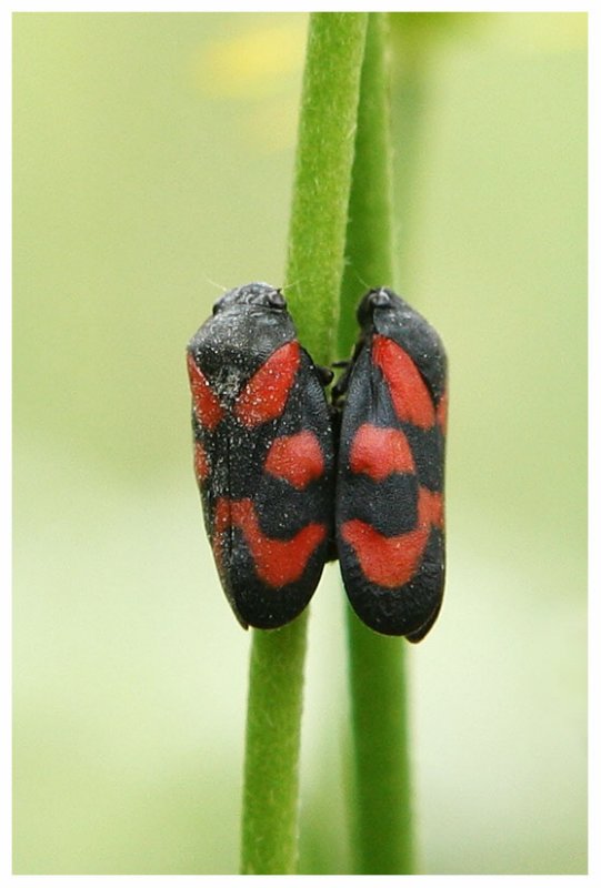 Cercopis vulnerata