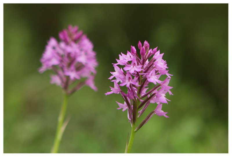 Anacamptis pyramidalis