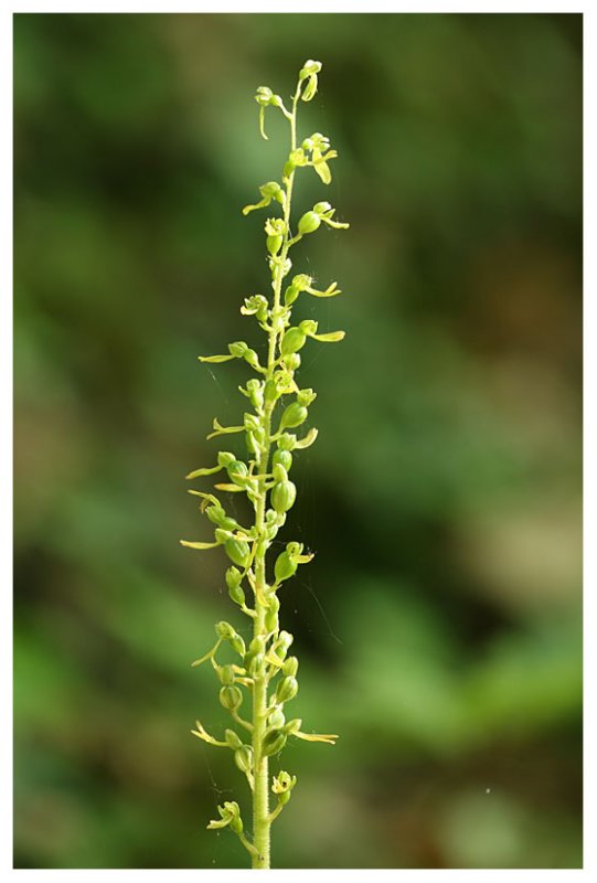 Listera ovata