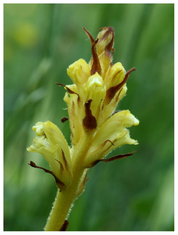 Orobanche