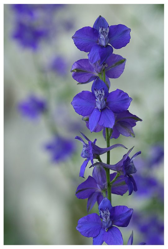 Consolida regalis