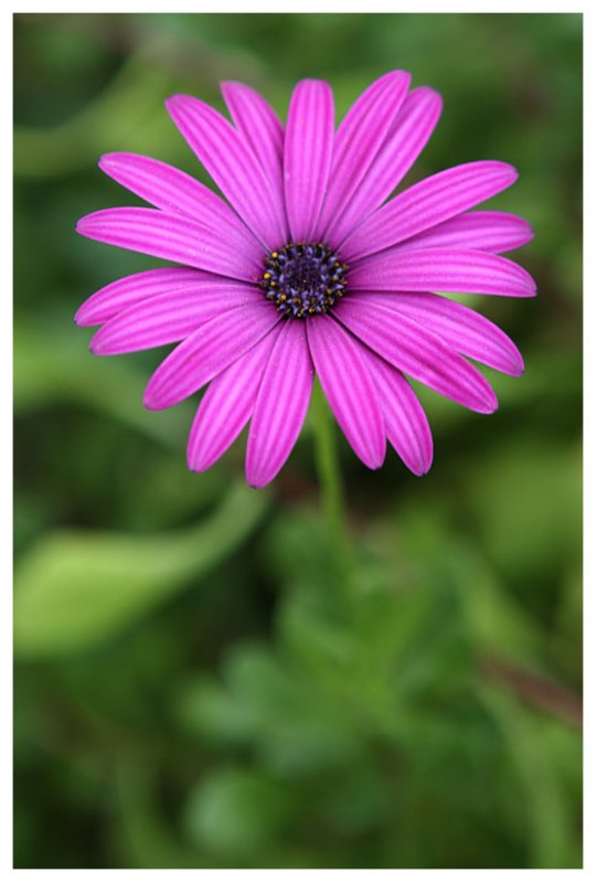 Anemone hortensis