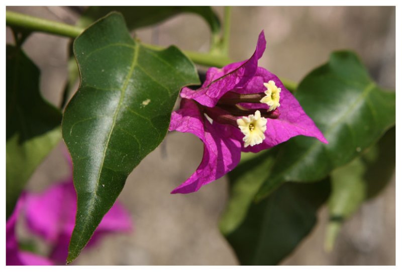 Bougainvillea glabra