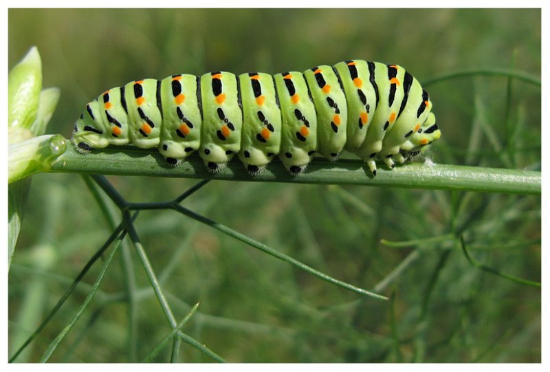 Papilio machaon
