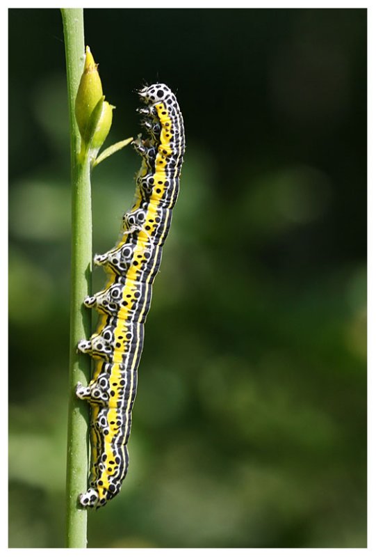 Apopestes spectrum