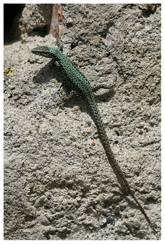 Podarcis muralis