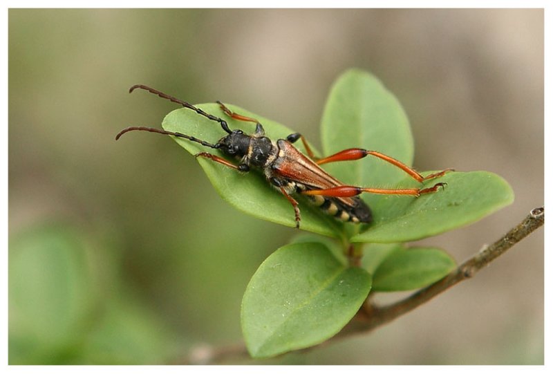 Cerambycidae sp.