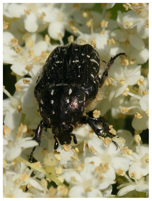 Oxythyrea funesta