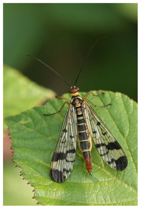 Panorpa meridonialis