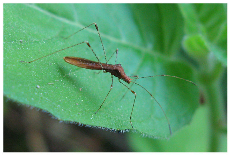 Gampsocoris punctipes