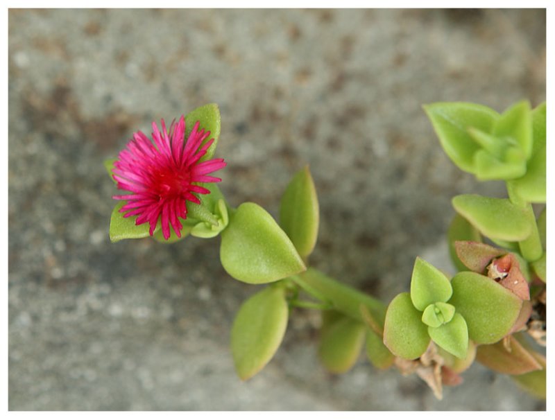 Aizoaceae sp.