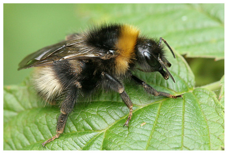 Bombus sylvestris/norvegicus