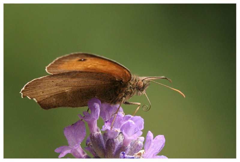 Maniola jurtina