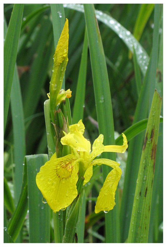 Iris pseudacorus