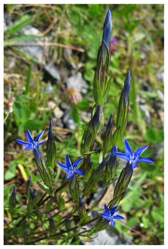Gentiana nivalis