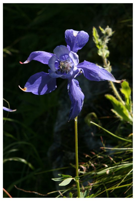 Aquilegia alpinum