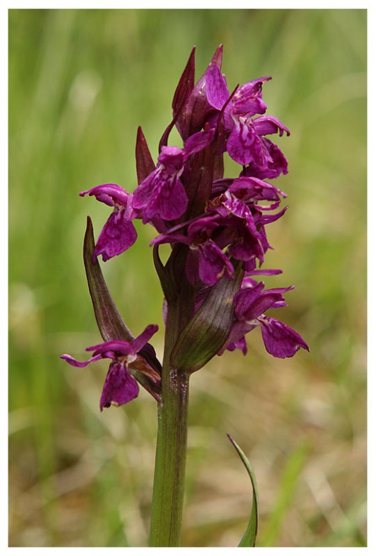 Dactylorhiza majalis subsp. alpestris