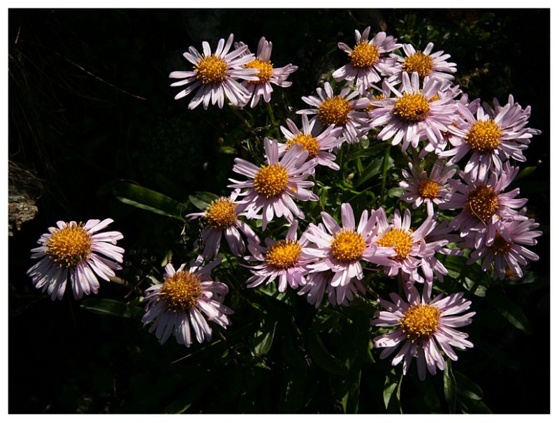 Aster alpinus