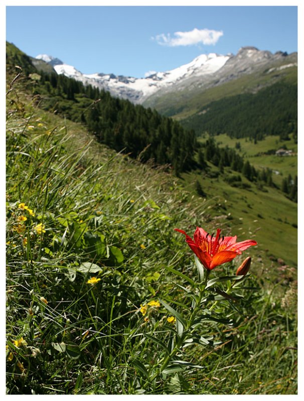 Lilium bulbiferum subsp. croceum
