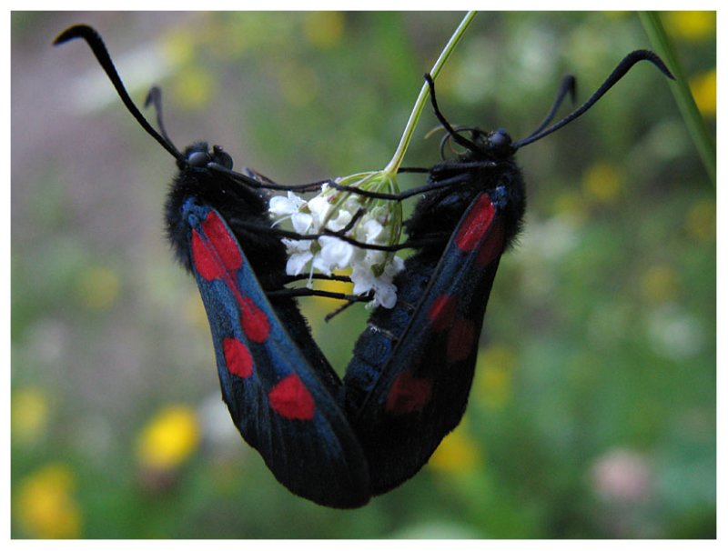 Zygaena trifolii
