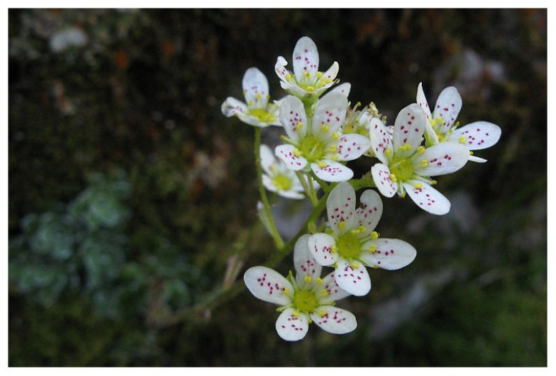 Saxifraga sp.