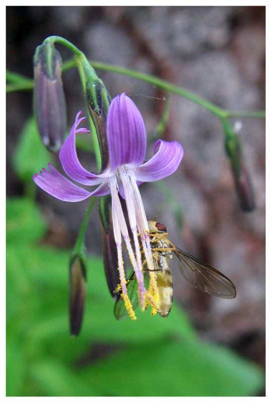 Solanum dulcamara