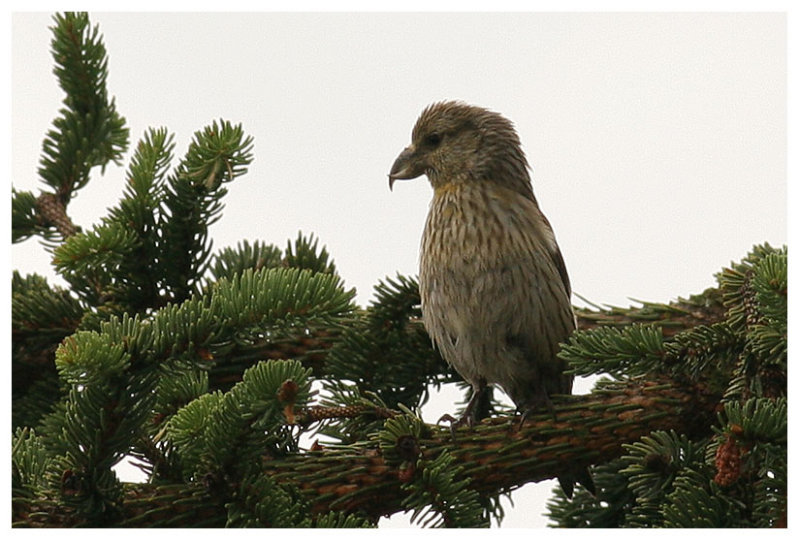 Common Crossbill