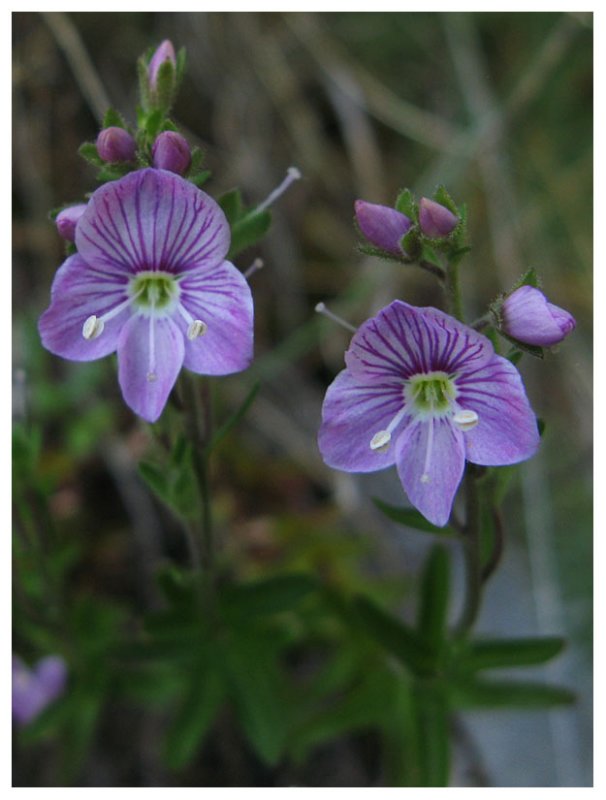 Veronica fruticulosa