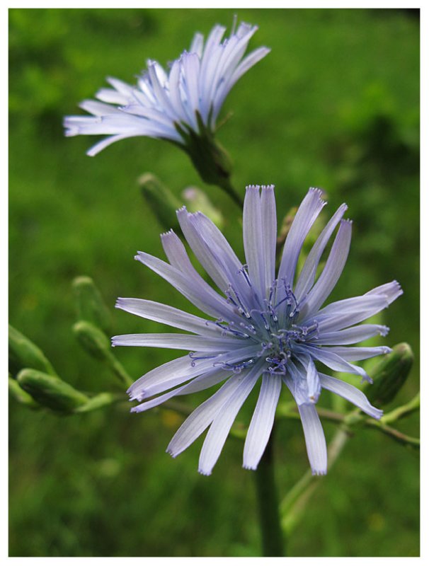 Cicerbita alpina