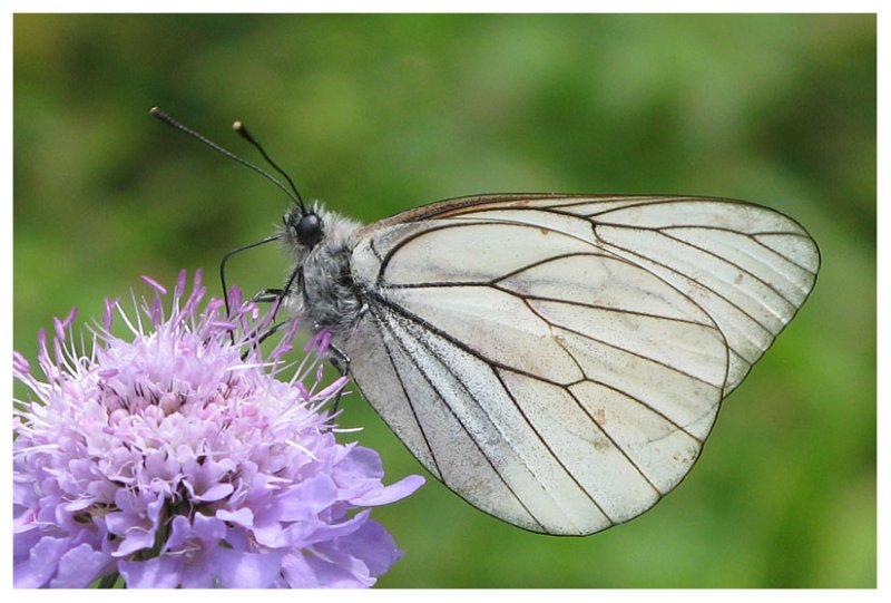 Aporia crataegi
