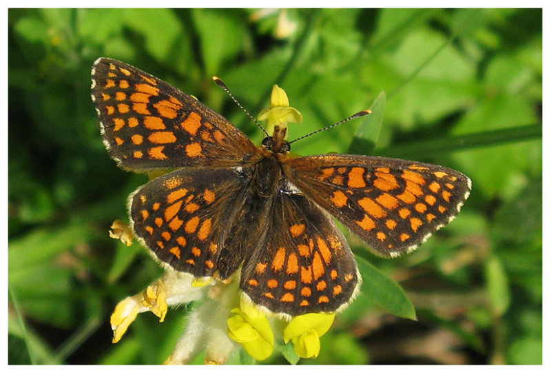 Melitaea athalia