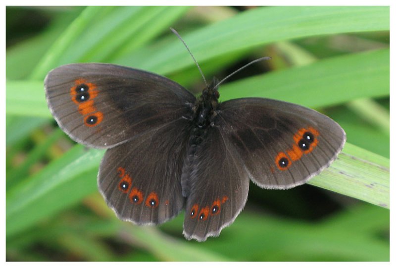 Erebia aethiops