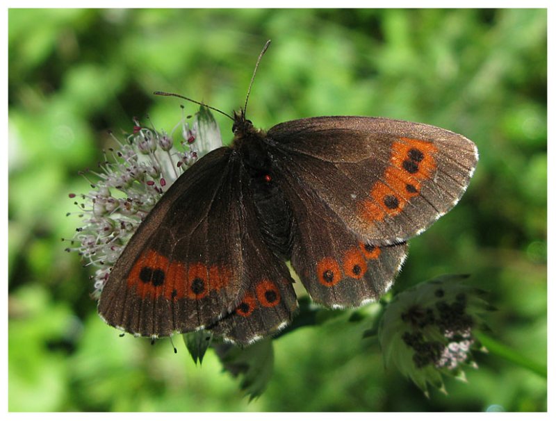 Erebia sp.