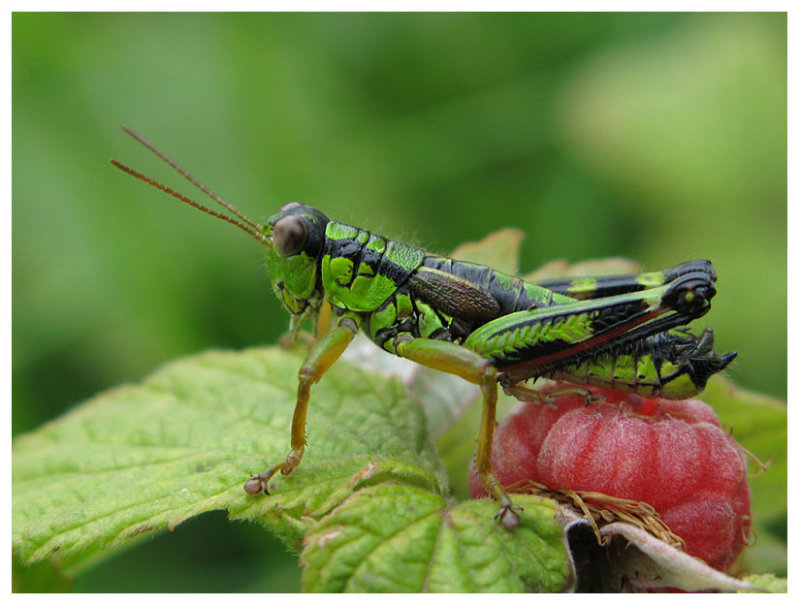 Podisma pedestris